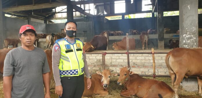 Menjelang Perayaan Idul Adha, Bhabinkamtibmas Polsek Ciampea Intensifkan Pengamanan Hewan Ternak.